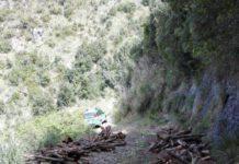 Taglio abusivo di 376 piante, due denunce