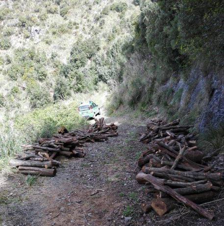 Taglio abusivo di 376 piante, due denunce