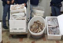 Gioia Tauro, sequestrati 4 quintali di pesce avariato
