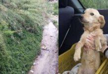 Cane mutilato e lanciato in un sacco dal ponte di Polistena