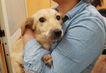 Cagnolina mutilata e lanciata da ponte a Polistena, finalmente adottata