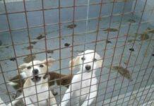 Reggio Calabria, Riso (CasaPound): “Al canile di Mortare condizioni degradanti. Urge intervento”