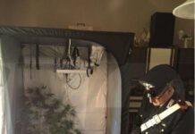 Arrestato 43enne, aveva una serra di marijuana in casa