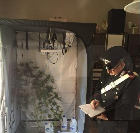 Arrestato 43enne, aveva una serra di marijuana in casa