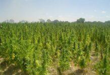 Scoperta piantagione per due milioni di euro