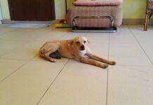 Rosarno, emergenza adozione cagnolina