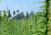 Sorpreso ad irrigare canapa indiana in terreno, arrestato