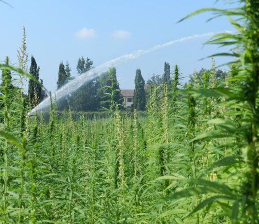 Sorpreso ad irrigare canapa indiana in terreno, arrestato