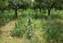 Rinvenuta piantagione di canapa indiana con 2500 piante