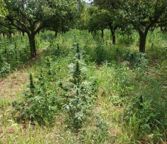 Rinvenuta piantagione di canapa indiana con 2500 piante