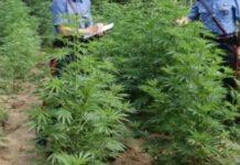 Marijuana in terreni azienda, arrestato imprenditore