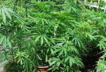 Arrestato 29enne di Taurianova, aveva in casa 14 piante di canapa indiana