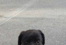 Rosarno, cucciolo simil labrador cerca casa