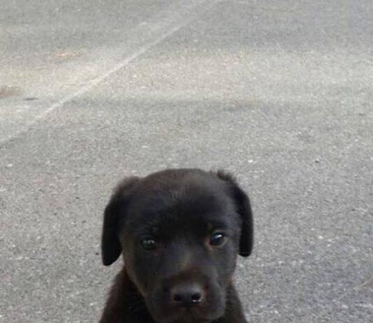 Rosarno, cucciolo simil labrador cerca casa