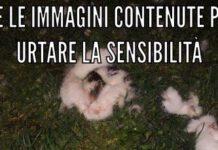 Orrore a Cosenza, gatto fatto a pezzi trovato in strada