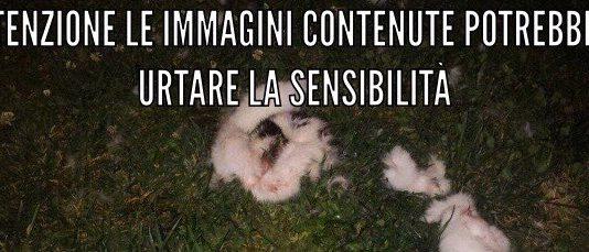 Orrore a Cosenza, gatto fatto a pezzi trovato in strada