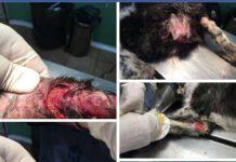 Rosarno, un altro caso di crudeltà verso gli animali