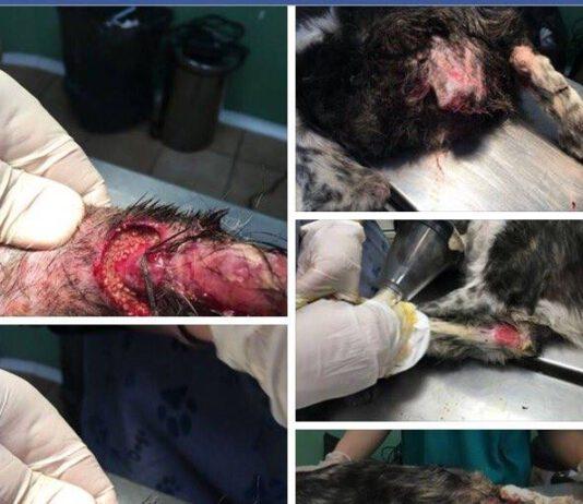 Rosarno, un altro caso di crudeltà verso gli animali
