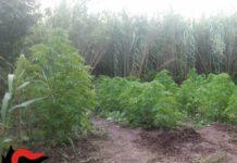 Scoperta piantagione di canapa nel reggino