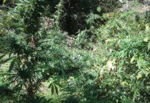 Scoperta piantagione di marijuana nel reggino