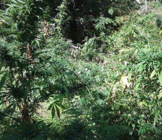 Scoperta piantagione di marijuana nel reggino