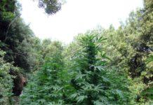 Sequestrata piantagione canapa indiana