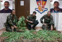 Rosarno, scoperta piantagione di canapa. Arrestati in flagranza due ventenni