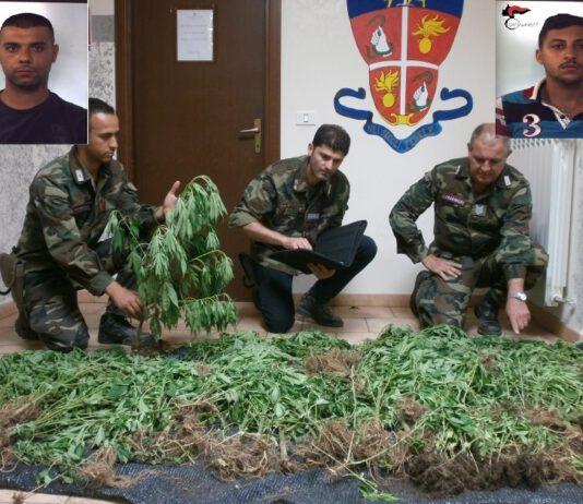 Rosarno, scoperta piantagione di canapa. Arrestati in flagranza due ventenni