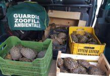 21enne custodiva 88 tartarughe specie protetta, denunciato