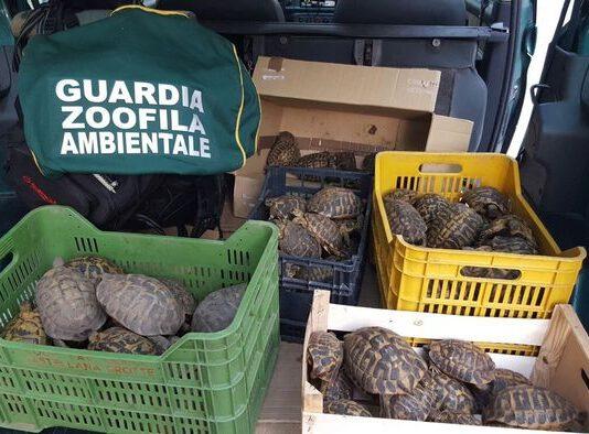 21enne custodiva 88 tartarughe specie protetta, denunciato