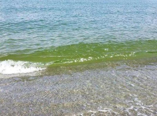 Acqua del mare verde vicino fiume. Esame Arpacal: fioritura alghe