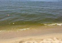 Mare Palmi-Gioia-San Ferdinando, risultati Arpacal: fioritura alghe