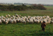 Indebita percezione Inps- Cieco totale pascolava gregge