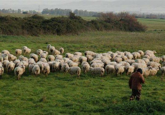 Indebita percezione Inps- Cieco totale pascolava gregge