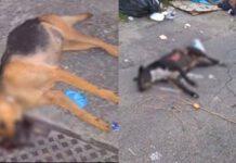 Orrore a Rosarno, ancora cani torturati e uccisi