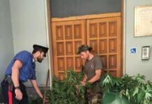 Scoperta piantagione di marijuana in Contrada Bosco Sovereto