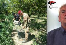 Scoperta piantagione di canapa, arrestato sessantasettenne di Rosarno