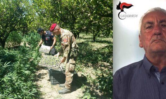 Scoperta piantagione di canapa, arrestato sessantasettenne di Rosarno