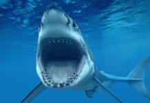 Squalo bianco di cinque metri avvistato nello Stretto
