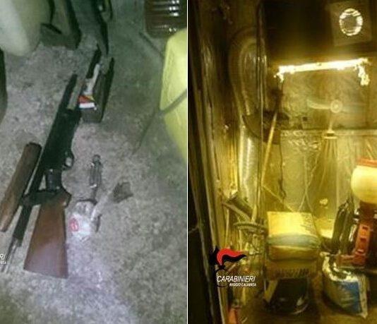 Cittanova, scoperta piantagione di canapa. Arrestato giovane di Cinquefrondi