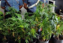 Rinvenute 41 piante di marijuana in terrazza