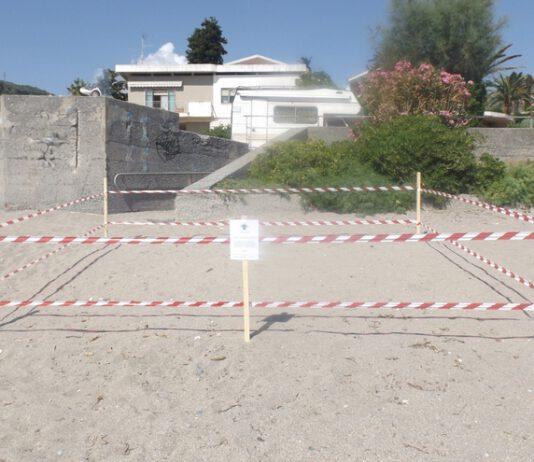 Tartarughe depongono uova su spiaggia calabrese. Recintata area
