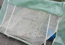 Operazione Terra Bruciata, scoperte piantagioni con oltre tremila piante di marijuana