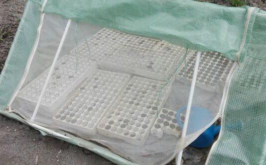 Operazione Terra Bruciata, scoperte piantagioni con oltre tremila piante di marijuana