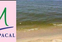 Mare Nicotera, Arpacal: fioriture algali