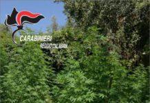 Sorpreso ad irrigare canapa indiana, arrestato