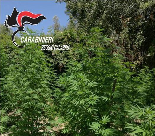 Sorpreso ad irrigare canapa indiana, arrestato