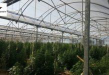 Cannabis in serra, trovate 1300 piante