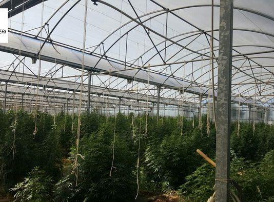 Cannabis in serra, trovate 1300 piante