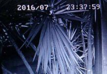 Rosarno, uomo con bastone semina panico nella notte